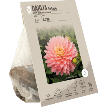 Dahlia decorative Extase ICA Garden.
