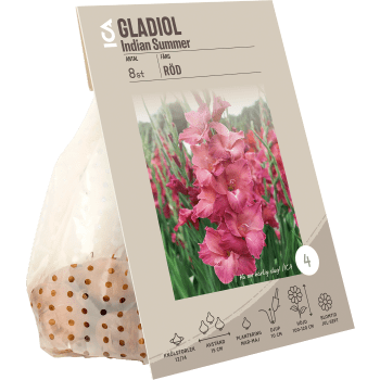 Gladiol Comedie röd ICA Garden.