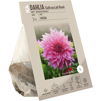 Dahlia Café Au Lait Rose ICA Garden.