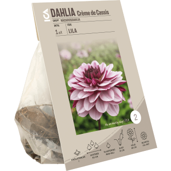 Dahlia Creme de Cassis lila/rosa ICA Garden.