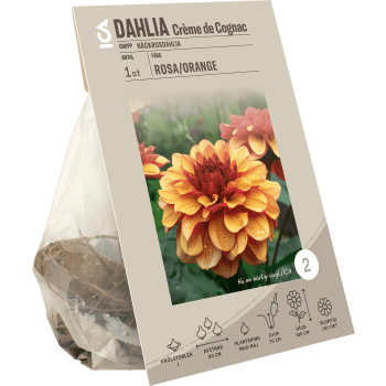 Dahlia Creme de Cognac gul/orange ICA Garden.