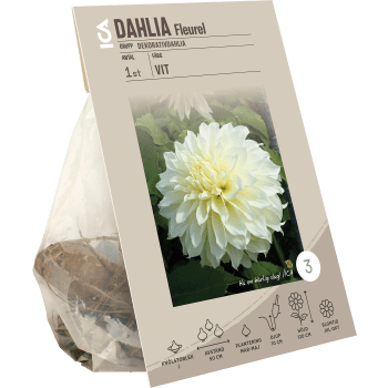Dahlia Fleurel vit ICA Garden.