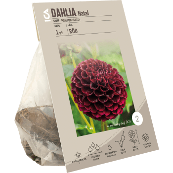 Dahlia Pompon Natal röd ICA Garden.