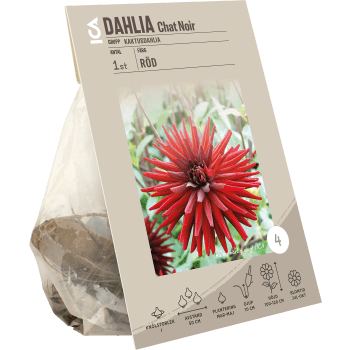 Dahlia Cactus Chat Noir röd ICA Garden.