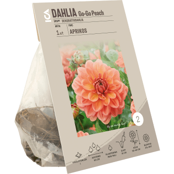 Dahlia Go-Go Peach ICA Garden.
