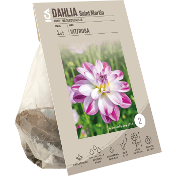 Dahlia Saint Martin ICA Garden.