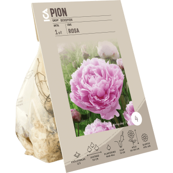 Paeonia Officinalis Pink ICA Garden.