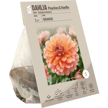 Dahlia Peaches & Vanilla ICA Garden.