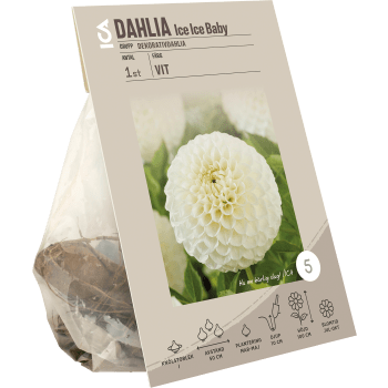 Dahlia Ice Ice Baby.