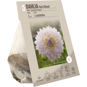 Dahlia Ka's Cloud.