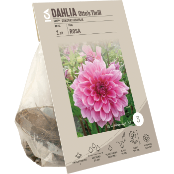 Dahlia Ottos Thrill rosa ICA Garden.