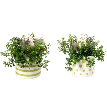 Arr Påsk grön mix 9cm x8.