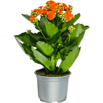 Kalanchoe dubbelblommande 10,5cm kruka Höjd 26cm orange.