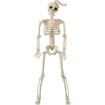 Skelett 40 cm ICA.
