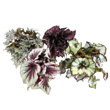 Begonia Rex Mix 12 cm.