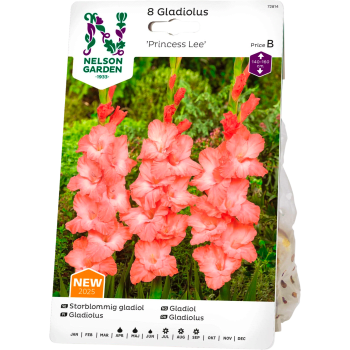 Vårlök Gladiol Storblommig Princess Lee 1st Nelson Garden.