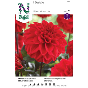 Vårlök Dekorativdahlia Låg Röd 1st Nelson Garden.