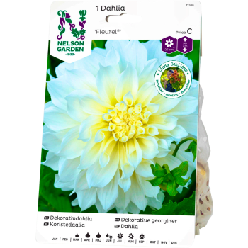 Vårlök Dahlia Hög Dek. Fleurel Vit 1st Nelson Garden.