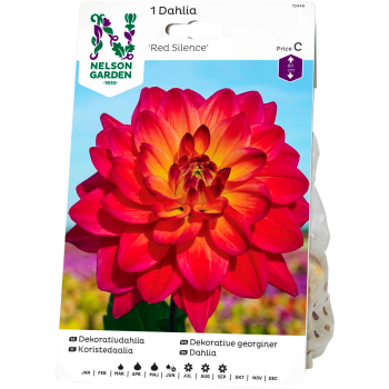 Vårlök Dahlia Hög Dek Red Silence Röd 1st Nelson Garden.