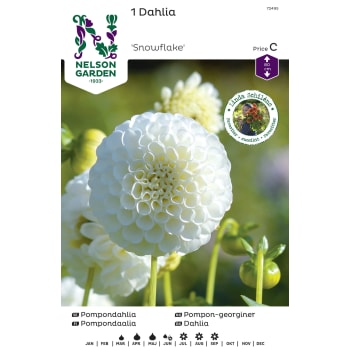 Vårlök Dahlia Hög Pompon Vit 1st Nelson Garden.
