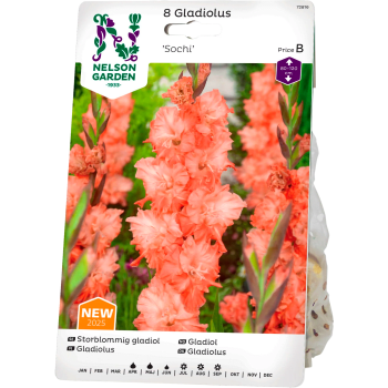 Vårlök Gladiol Storblommig Sochi 1st Nelson Garden.
