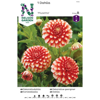 Vårlök Dekorativdahlia Låg Röd M Vit Spets 1st Nelson Garden.
