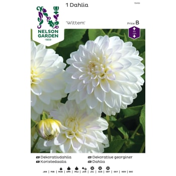 Dahlia Låg dek. Witt.
