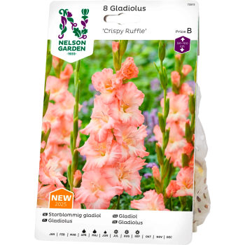 Vårlök Gladiol Storblommig Crispy Ruffle 1st Nelson Garden.