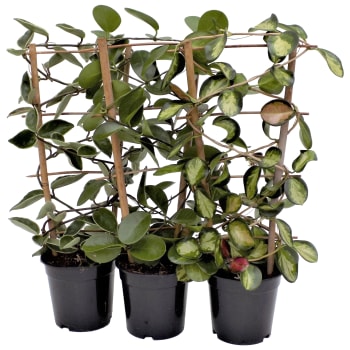 Hoya spalje mix 17 cm.