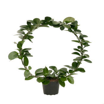 Porslinsblomma på båge 14cm.