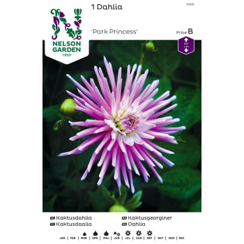 Vårlök Kaktusdahlia Låg Rosa 1st Nelson Garden.