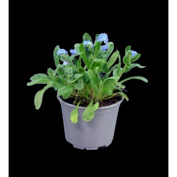 Förgätmigej 10,5 cm.