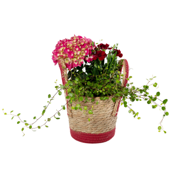 Arr Hortensia Korg 17cm x3.