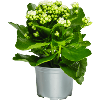 Kalanchoe dubbelblommande 10,5cm kruka Höjd 26cm vit.