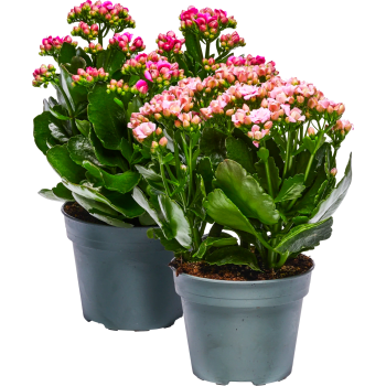 Kalanchoe dubbelblommande 13cm kruka Höjd 30cm varierande färger.