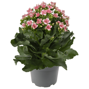 Kalanchoe varierande färger.