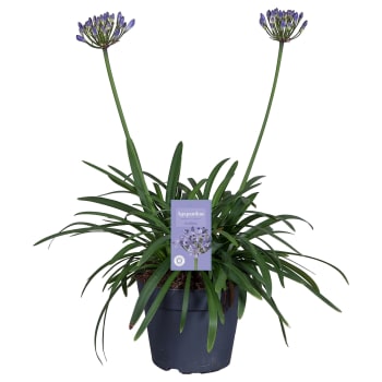 Agapanthus 17 cm.