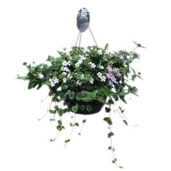 Mixampel 27 cm.