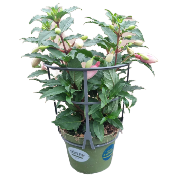 Fuchsia 11,5cm kruka Höjd 30cm varierande färger.