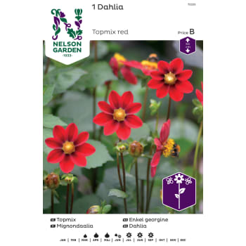 Vårlök Dahlia Låg Röd 1st Nelson Garden.