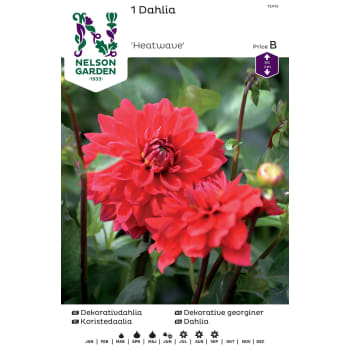 Vårlök Dekorativdahlia Låg Röd 1st Nelson Garden.