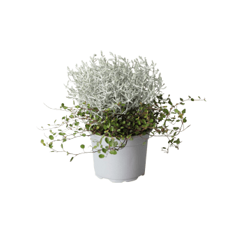 Mueca 12 cm.