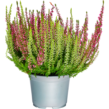 Ljung Calluna Trio 11cm kruka blandade färger i krukan.