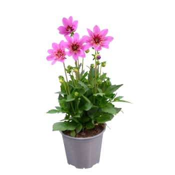 Dahlia 14 cm.
