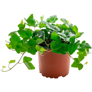 Hedera Helix 12cm 1st Spira blommor.