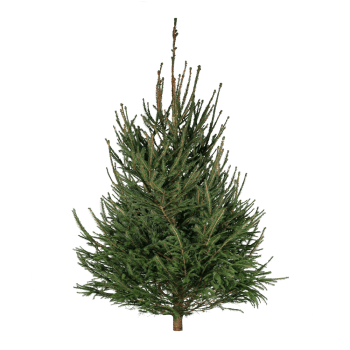 Kungsgran 175-200 cm.
