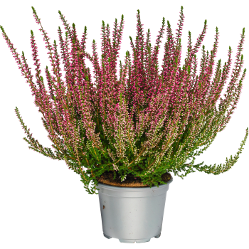 Ljung Calluna röd.