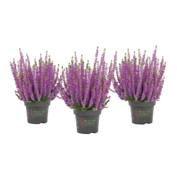 Ljung Beauty ladies lila 13cm.