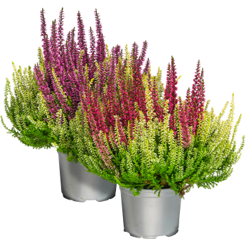 Ljung Colour crown 13 cm.