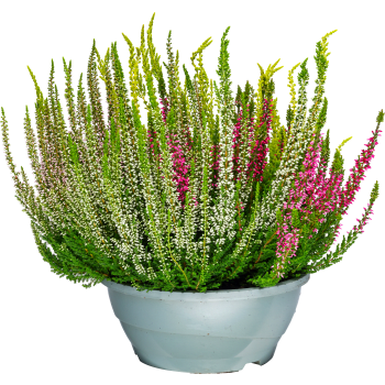 Ljung Calluna i skål 23cm kruka Höjd 25cm varierande färger.